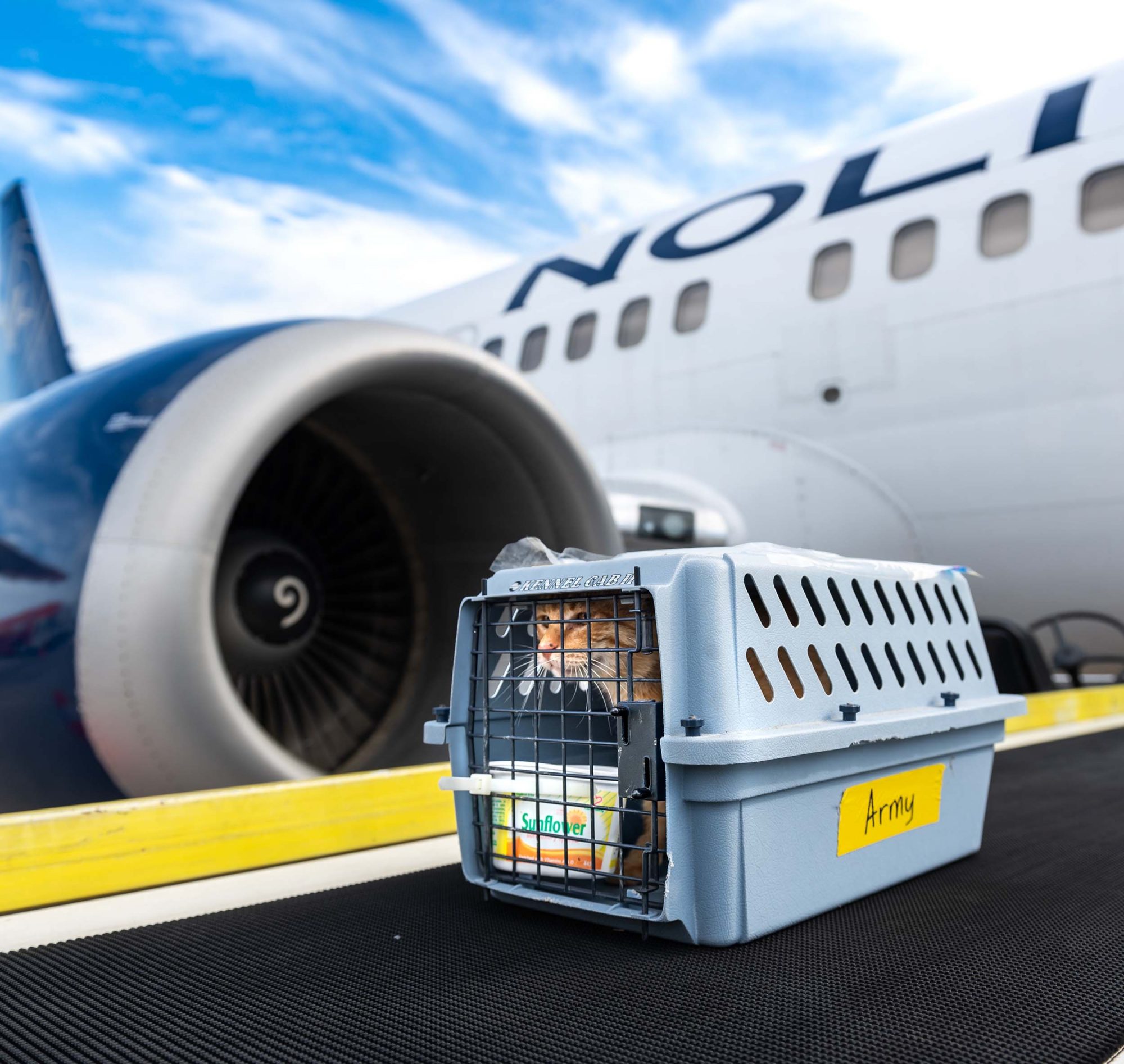 A pet carrier labeled "Army" sits on a boarding ramp next to a large airplane engine, with a blue sky in the background.