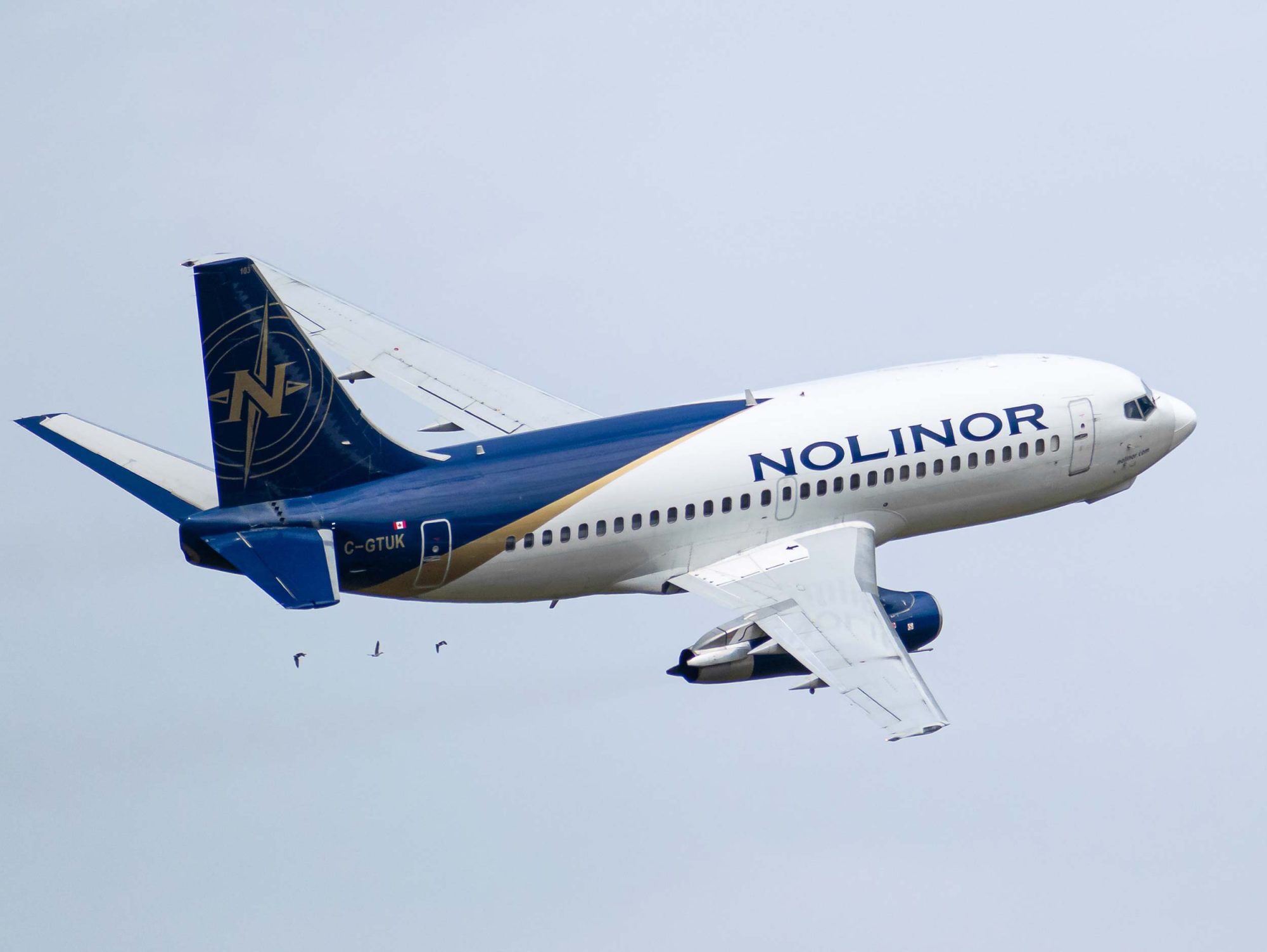Un avion de la compagnie Nolinor décolle dans un ciel nuageux, avec des oiseaux volant à proximité.