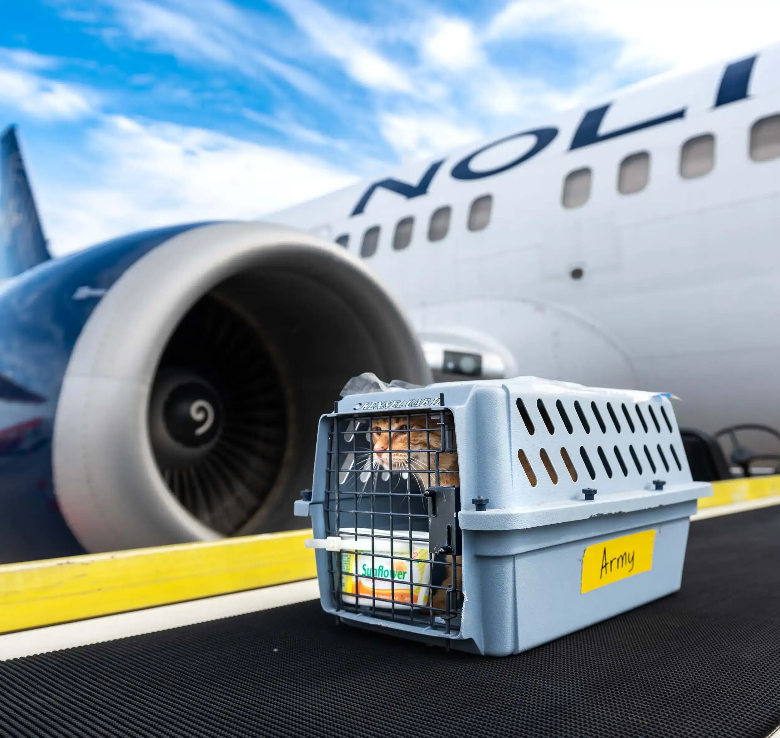 A pet carrier labeled "Army" sits on a boarding ramp next to a large airplane engine, with a blue sky in the background.